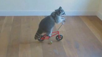 Енот на велосипеде - смотреть видео (0:27)