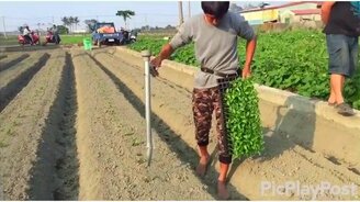 Китаец высаживает рассаду - смотреть видео (0:38)