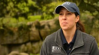 Игрушка для львиц - смотреть видео (1:42)