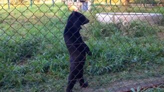 Медведь на прогулке - смотреть видео (0:33)