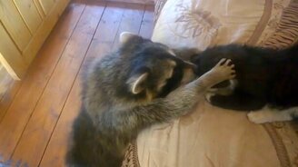 Енот пристаёт к коту - смотреть видео (0:38)