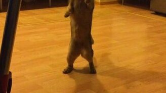 Кошка, которая ходит на дух лапах - смотреть видео (1:37)