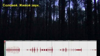 Соловей - живой звук - смотреть видео (2:45)