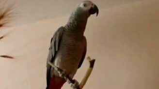 Попугай рассказывает сказку - смотреть видео (1:45)