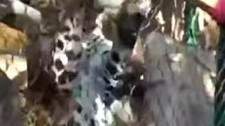 Опасное кормление диких кошек - смотреть видео (0:41)