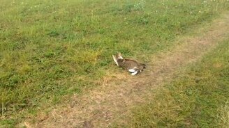 Кот ловит сусликов - смотреть видео (1:26)