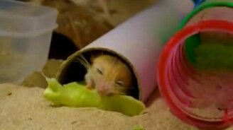 Домашний карликовый тушканчик - смотреть видео (3:30)