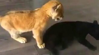 Львёнок играется с маленьким ягуаром - смотреть видео (0:15)