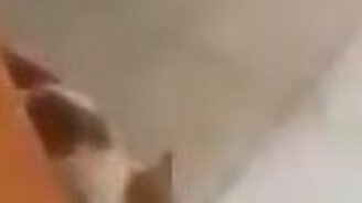 Крыса атакует кота - смотреть видео (0:16)