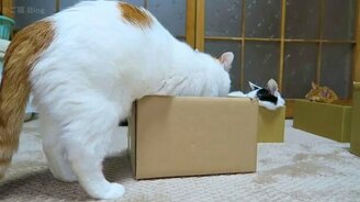 Уютная коробка для кошек - смотреть видео (1:26)