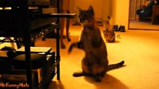 Кошки и коты против дисководов - смотреть видео (3:05)