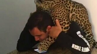 Ягуар шалит с хозяином - смотреть видео (0:34)