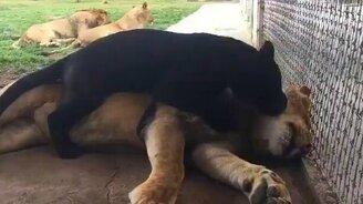 Ягуар умывает лёву - смотреть видео (1:00)