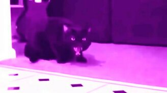 Космический голос котяры - смотреть видео (1:39)