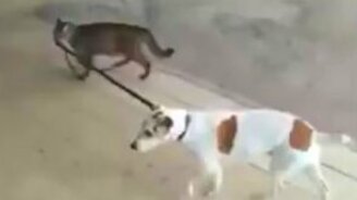 Кошка ведёт пса на поводке - смотреть видео (0:44)