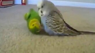 Попугай пытается разбудить игрушку - смотреть видео (2:46)
