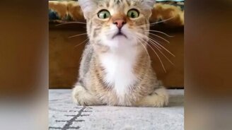 Кот смотрит ужастик - смотреть видео (0:34)