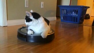 Кот пылесосит пол - смотреть видео (0:36)