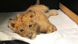 Сонный львёнок - смотреть видео (0:32)