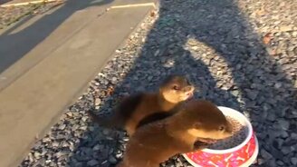 Напоил малышей выдры молоком - смотреть видео (1:57)