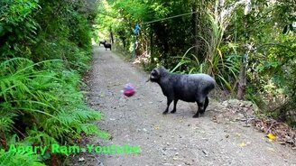 Бараны против мяча - смотреть видео (2:27)