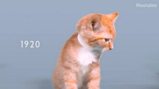 Сто лет красоты котёнка - смотреть видео (1:16)