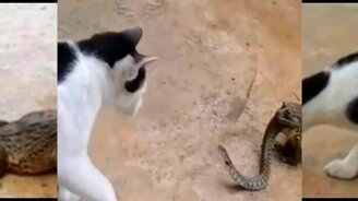 Змея атакует кошку из пасти жабы - смотреть видео (1:39)