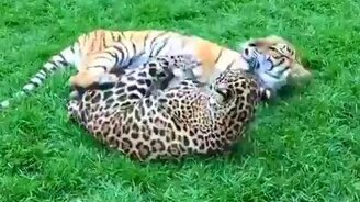 Ягуар и тигр на лужайке - смотреть видео (1:00)