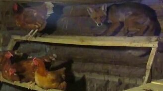 Лис в курятнике - смотреть видео (2:22)