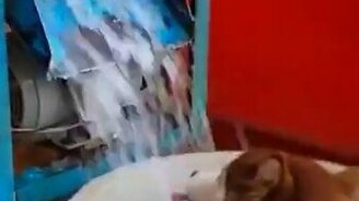 Хаски в тазу со льдом - смотреть видео (0:12)