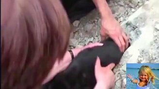 Спасения зверей добрыми людьми - смотреть видео (11:39)