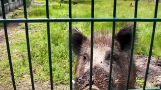 Неэтичный кабанчик - смотреть видео (0:37)