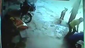 Корова бросилась на преступника - смотреть видео (0:26)