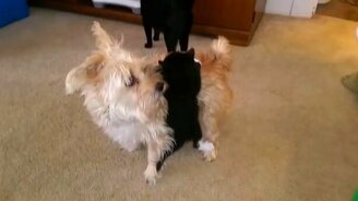 Котёнок вцепился в собачку - смотреть видео (0:22)