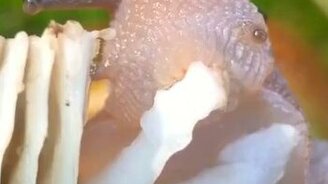 Улитка ест грибы - смотреть видео (0:32)