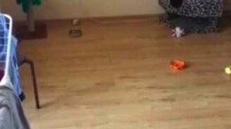 Кот в одиночестве - беда в доме - смотреть видео (0:21)