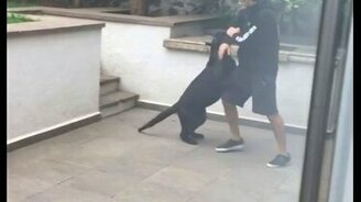 Играемся с пантерой - смотреть видео (1:05)