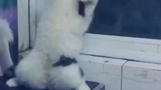 Странный и смешной кот - смотреть видео (0:27)