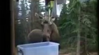 Лосю нравятся ветряные колокольчики - смотреть видео (1:43)