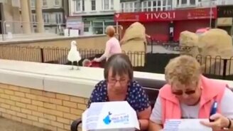 Чайка еды не упустит - смотреть видео (0:19)