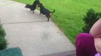 Таксы выпендрились перед кошкой - смотреть видео (0:13)