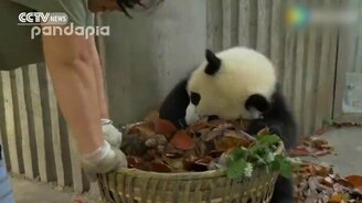 Панды мешают уборке в питомнике - смотреть видео (2:10)