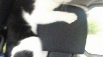 Кот впервые едет на авто - смотреть видео (0:41)