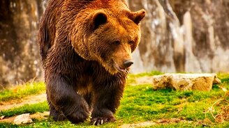 Интересно о медведях - смотреть видео (4:06)