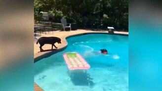 Хватит лежать, давай купаться! - смотреть видео (0:07)