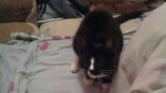 Кошка носит апорт, как собака - смотреть видео (0:54)