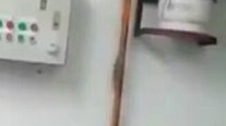 Крысы экстренно эвакуировались - смотреть видео (0:35)