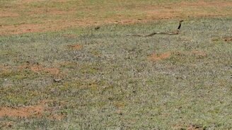 Погоня кобры за песчанкой - смотреть видео (0:23)