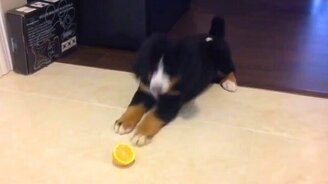 Щенок против лимончика - смотреть видео (0:40)