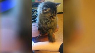 Деликатный голодный котик - смотреть видео (0:30)